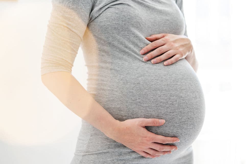 gravid